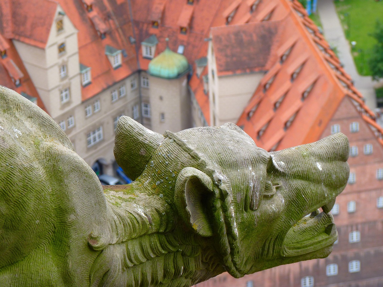 探索蛇的神秘世界,200张蛇的图片大全,带你领略爬行动物的魅力