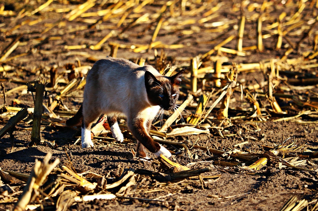 探索动物王国的奥秘，动物百科全书书籍的指南