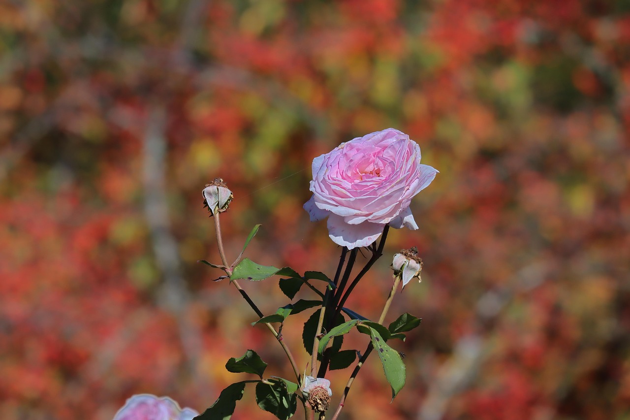 真实生活说说短句，感悟日常，温暖人心
