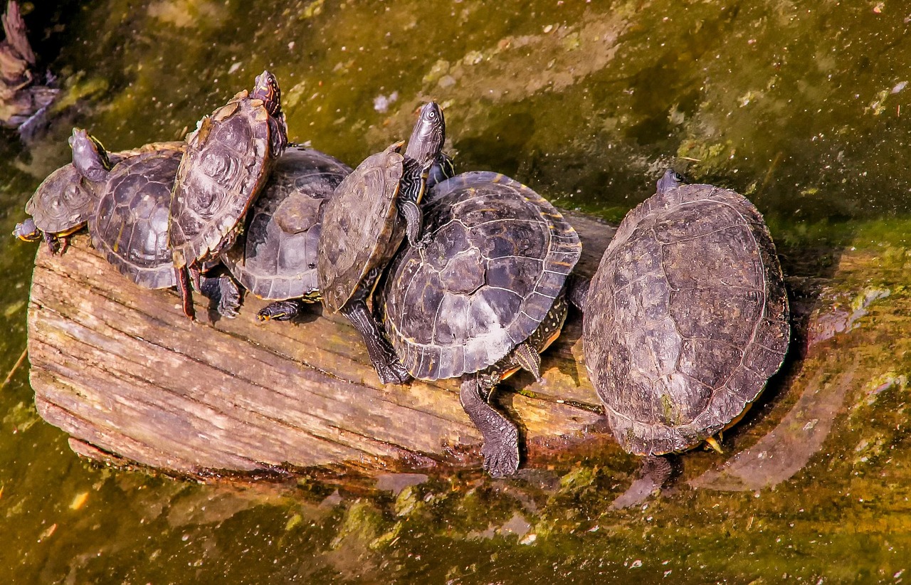 探索蛇的世界，保护蛇类的重要性及其图片欣赏