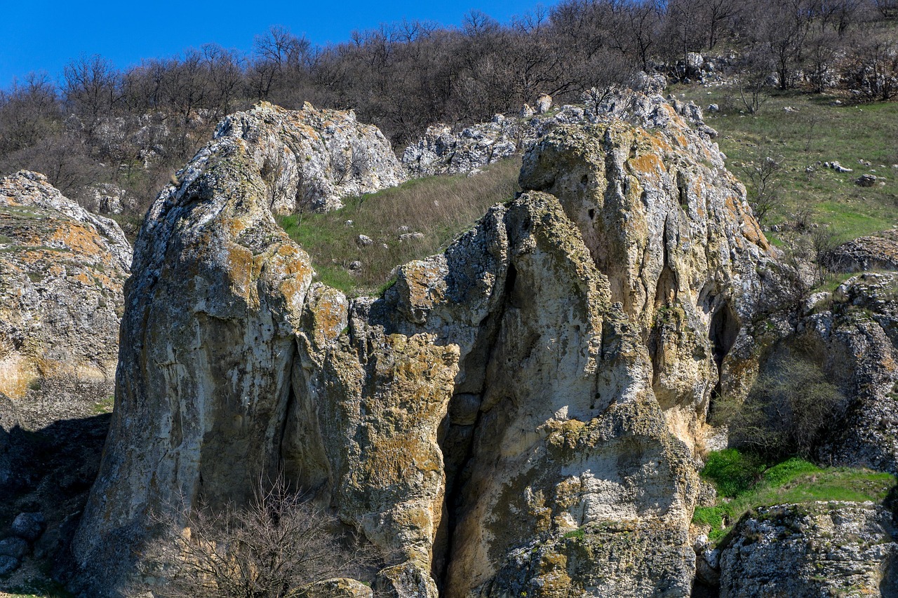 蛇类大全品种，探索这些蜿蜒的神秘生物