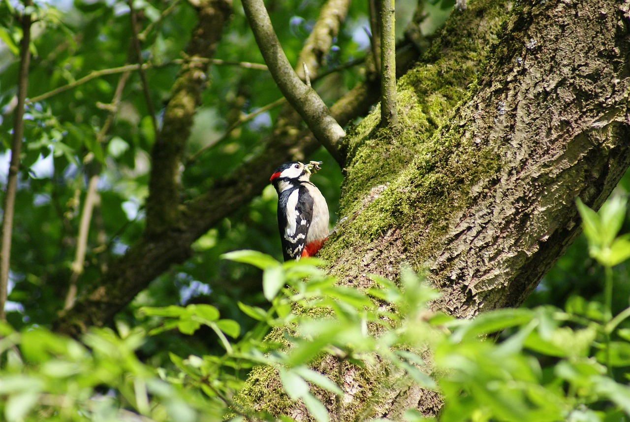 探索马麝麝香的价值，价格、用途与保护