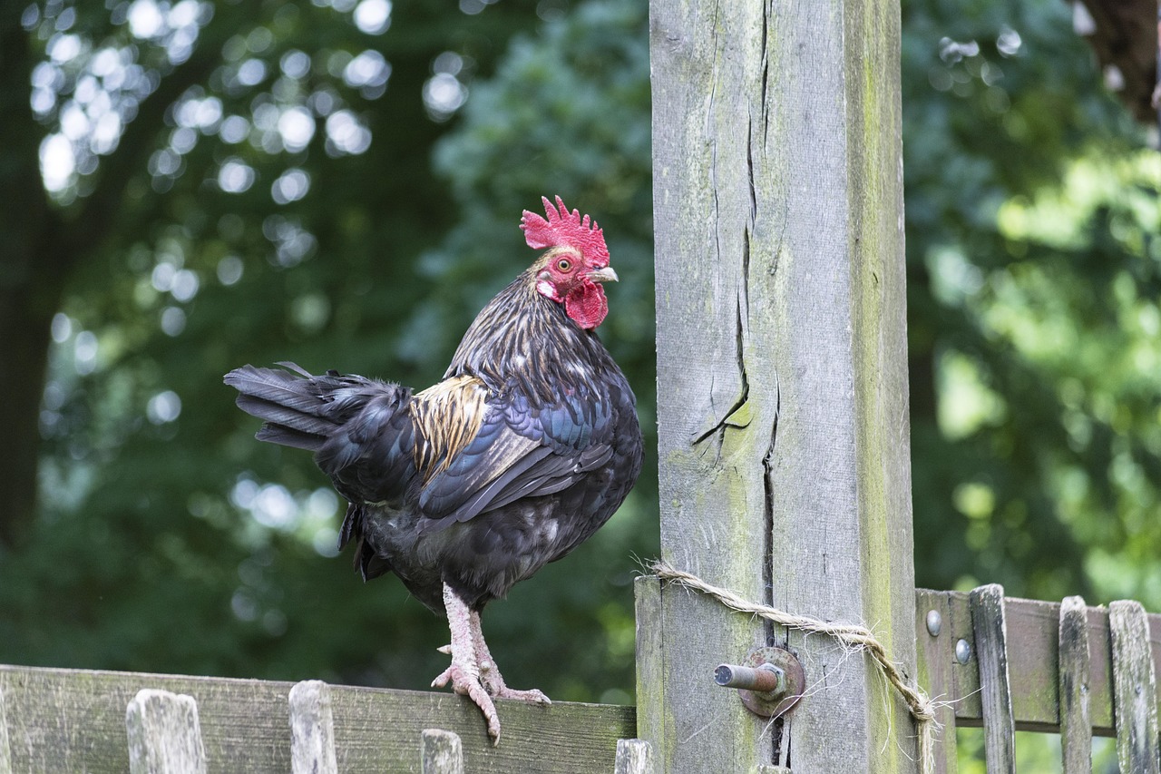 马麝，中国珍稀动物的保护等级与生存现状