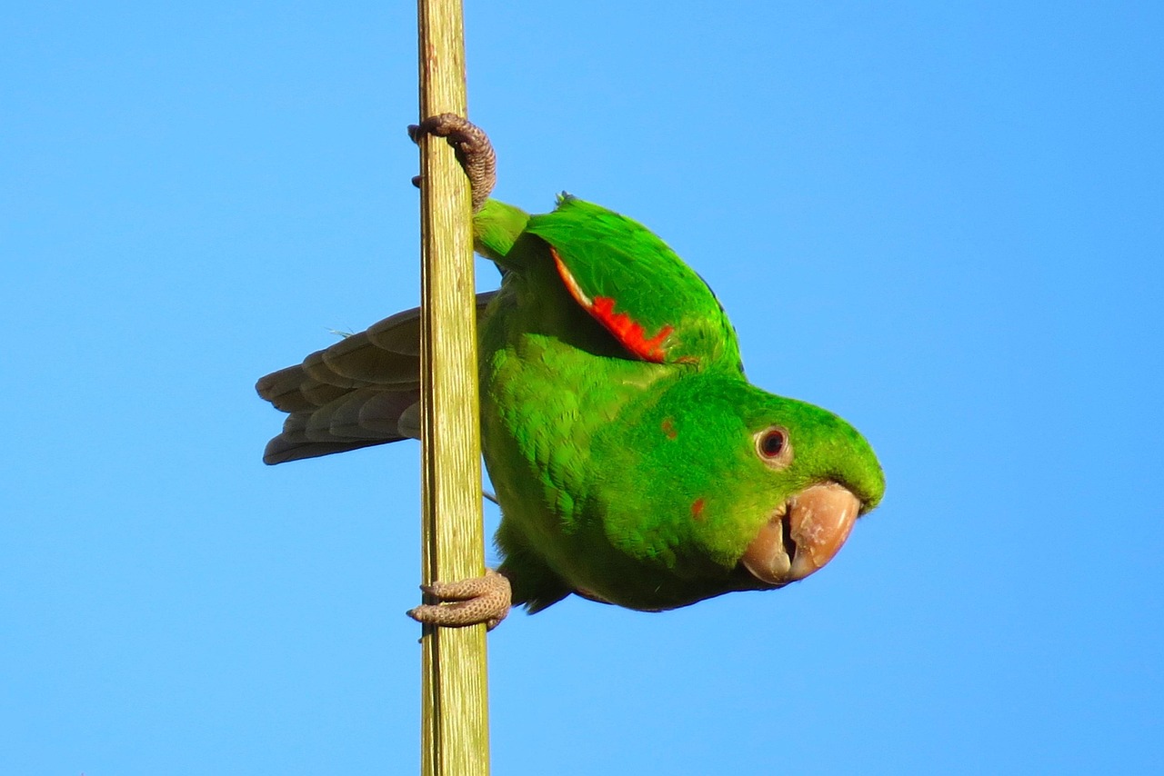 动物百科图鉴，探索自然奥秘的数字钥匙