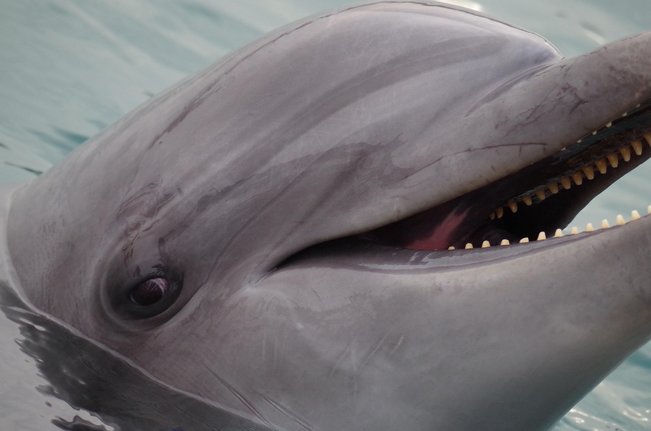 海豚，海洋中的智者