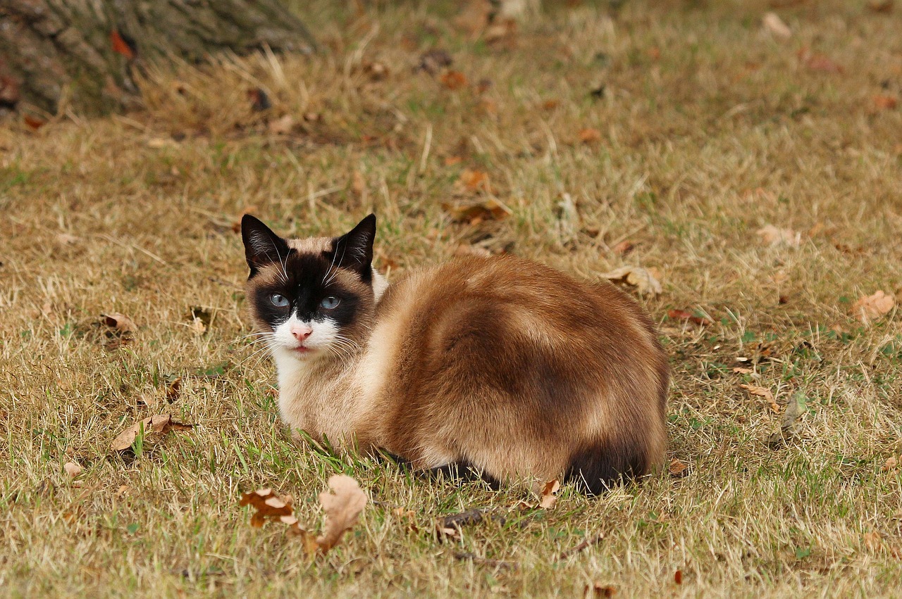动物百科图鉴大全,探索自然界的奇妙之旅 动物百科图鉴大全,探索自然界的奇妙之旅