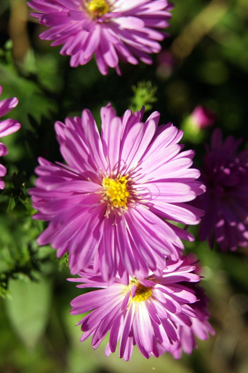 生活感悟，心情短语中的诗意与智慧