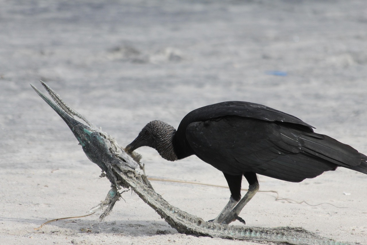 马麝功效与作用及禁忌全解析