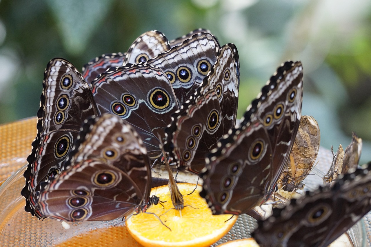 蛇类动物的神秘世界，探索它们的多样形态与生存策略