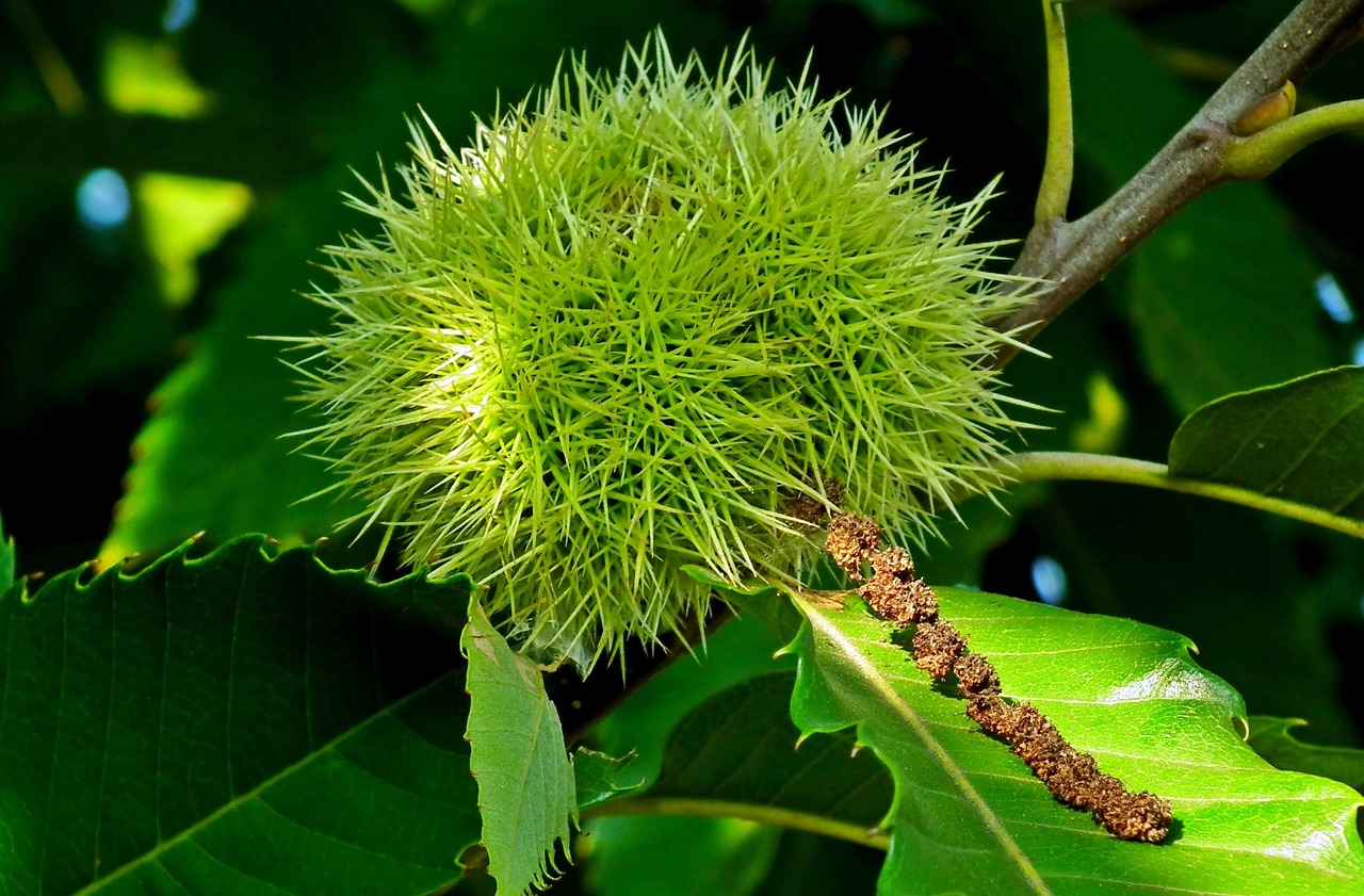 马笕草,自然馈赠的神奇草药及其功效与作用