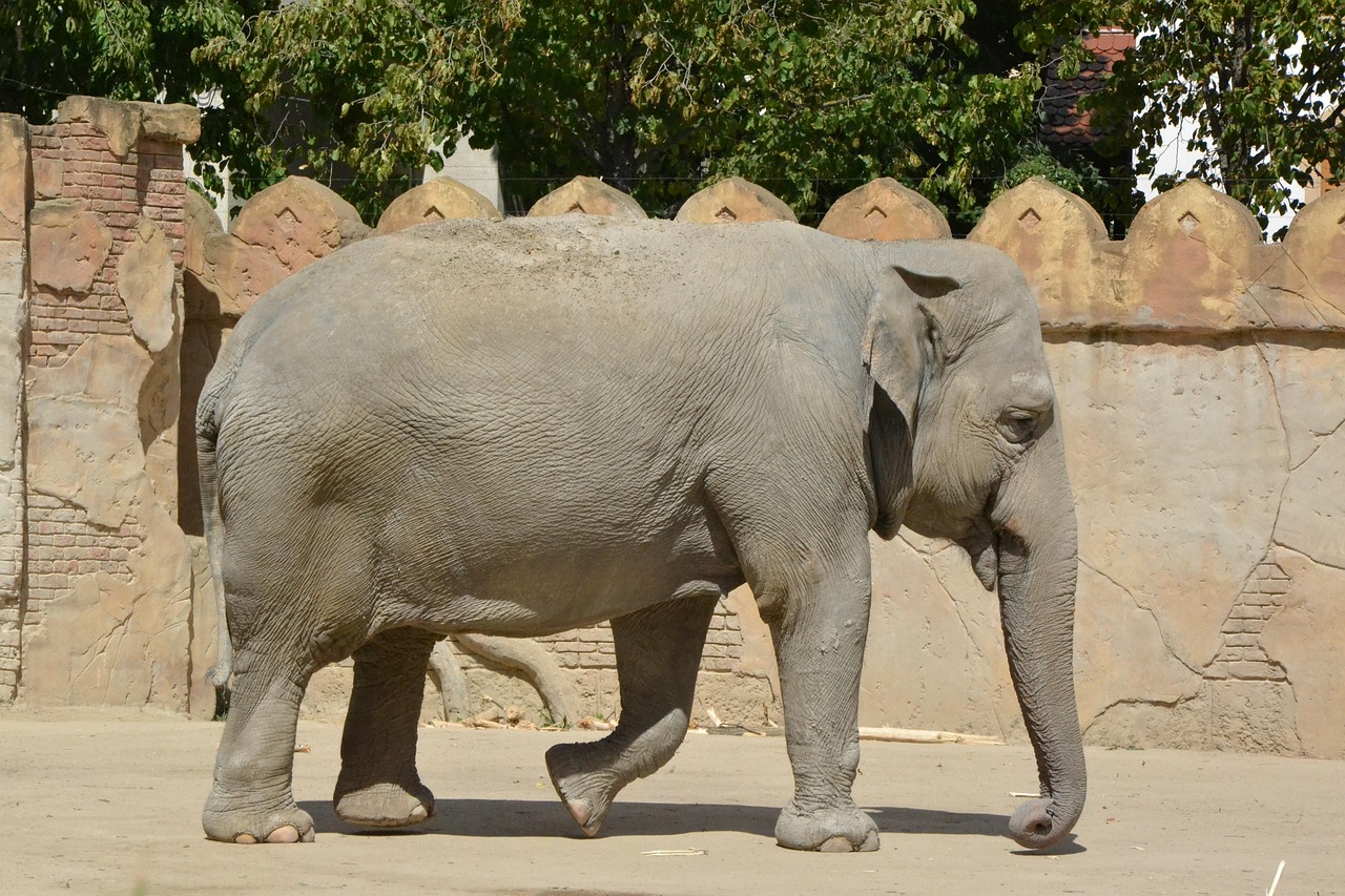 动物大百科视频，哺乳动物的奇妙世界