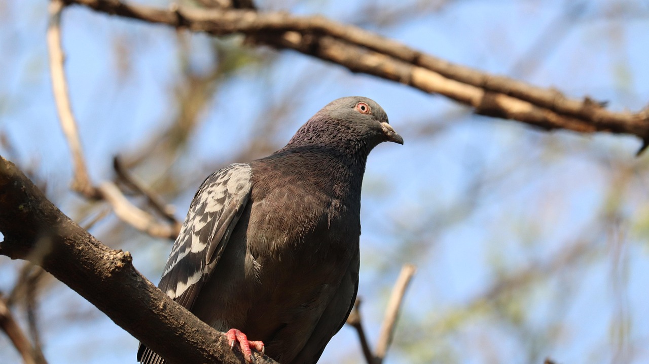 揭秘马麝,功效、作用与珍贵图片大全 揭秘马麝,功效、作用与珍贵图片大全