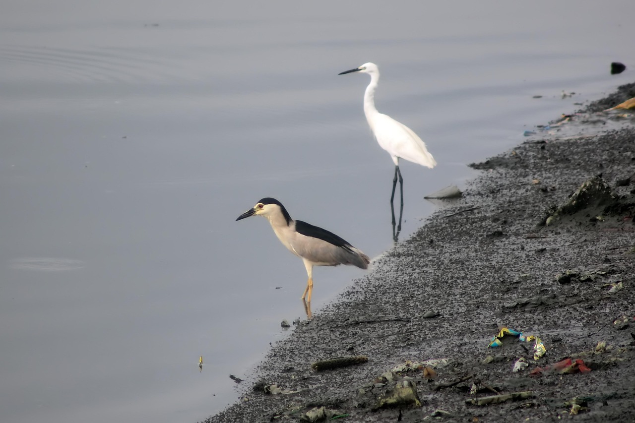 白鹭，动物百科大全书中的优雅舞者