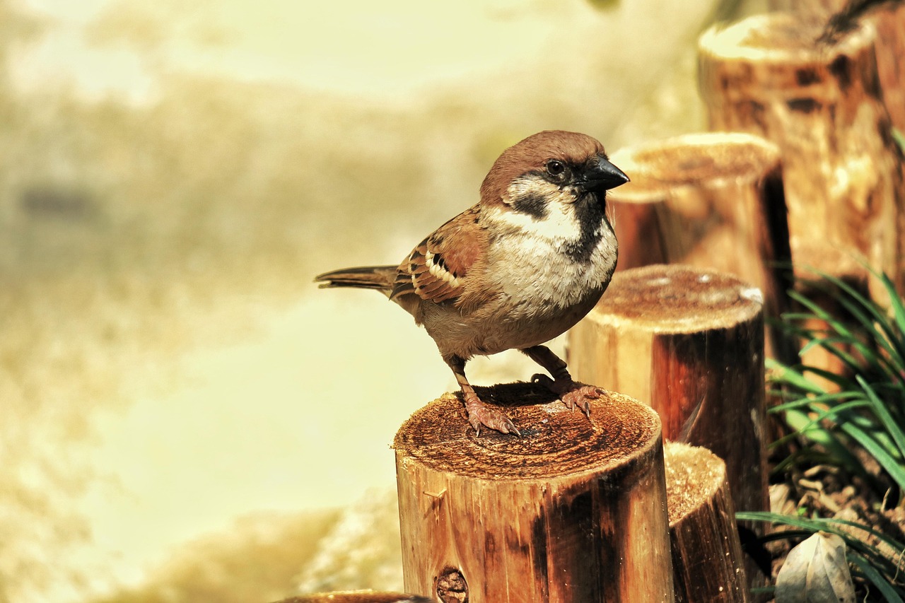 动物百科网页开发,打造你的在线学习乐园