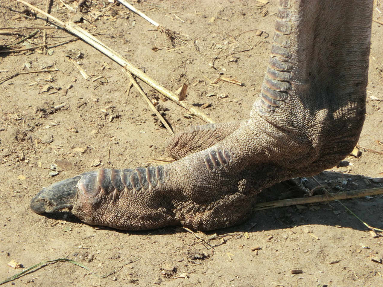 探索蛇的世界，了解蛇的种类及其独特特征