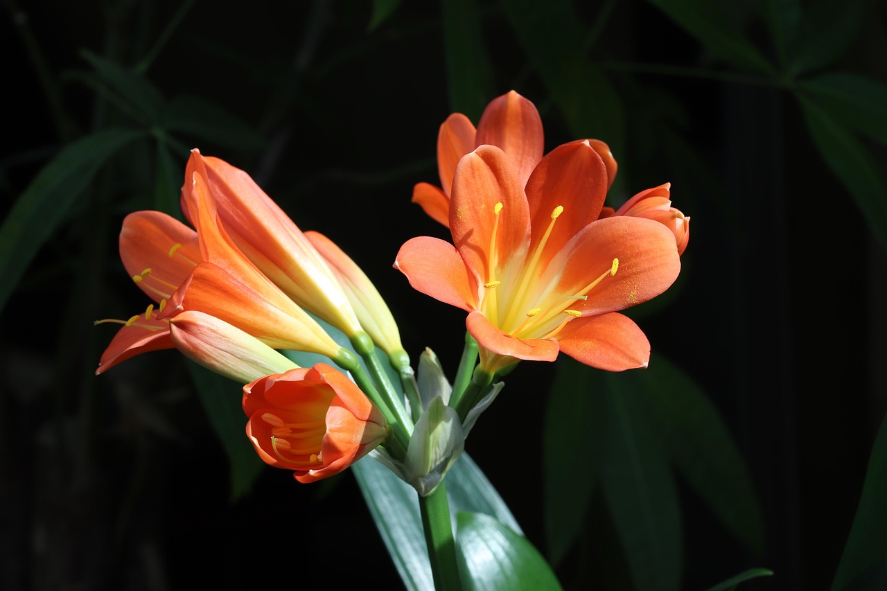 探索自然之美，花与花卉的区别