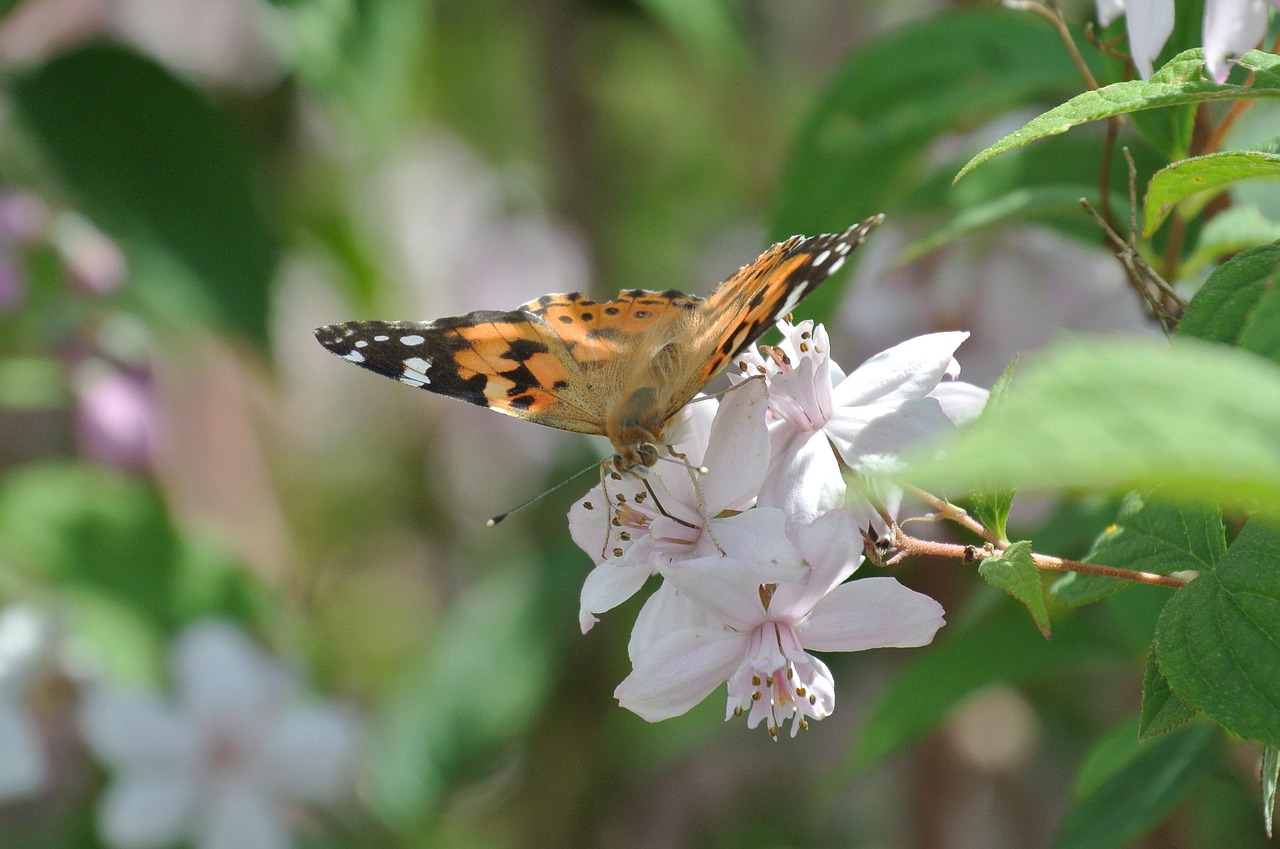 蝴蝶百科大全，免费版下载指南