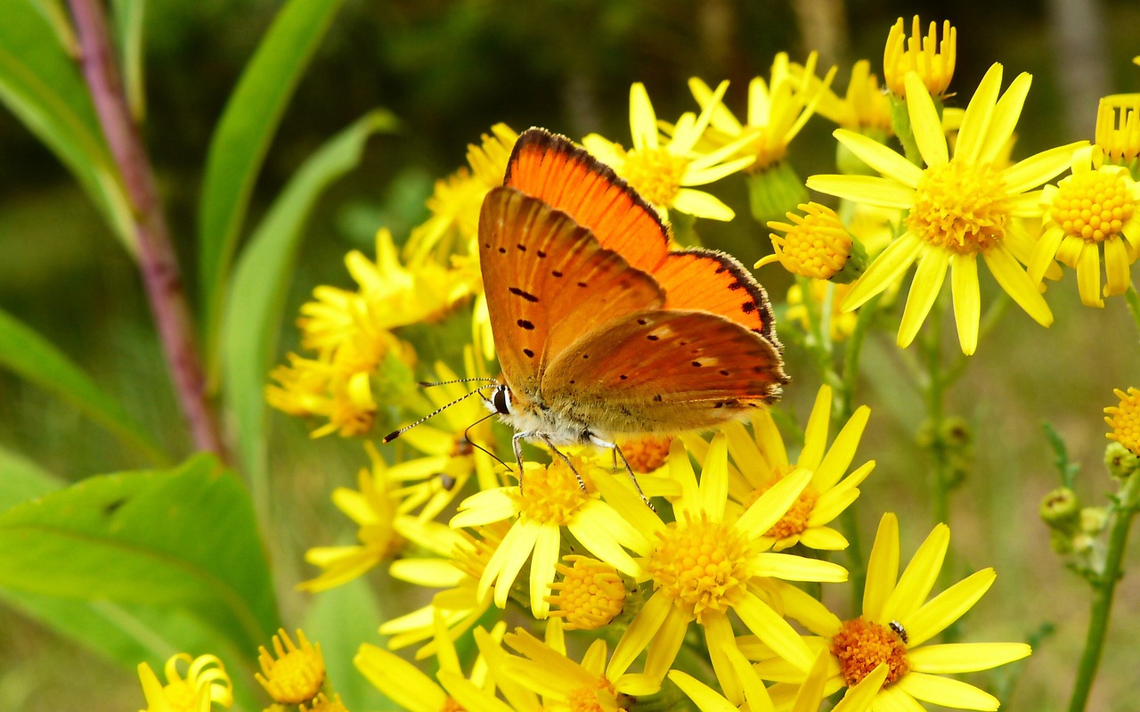 蝴蝶百科,探索色彩斑斓的翅膀世界