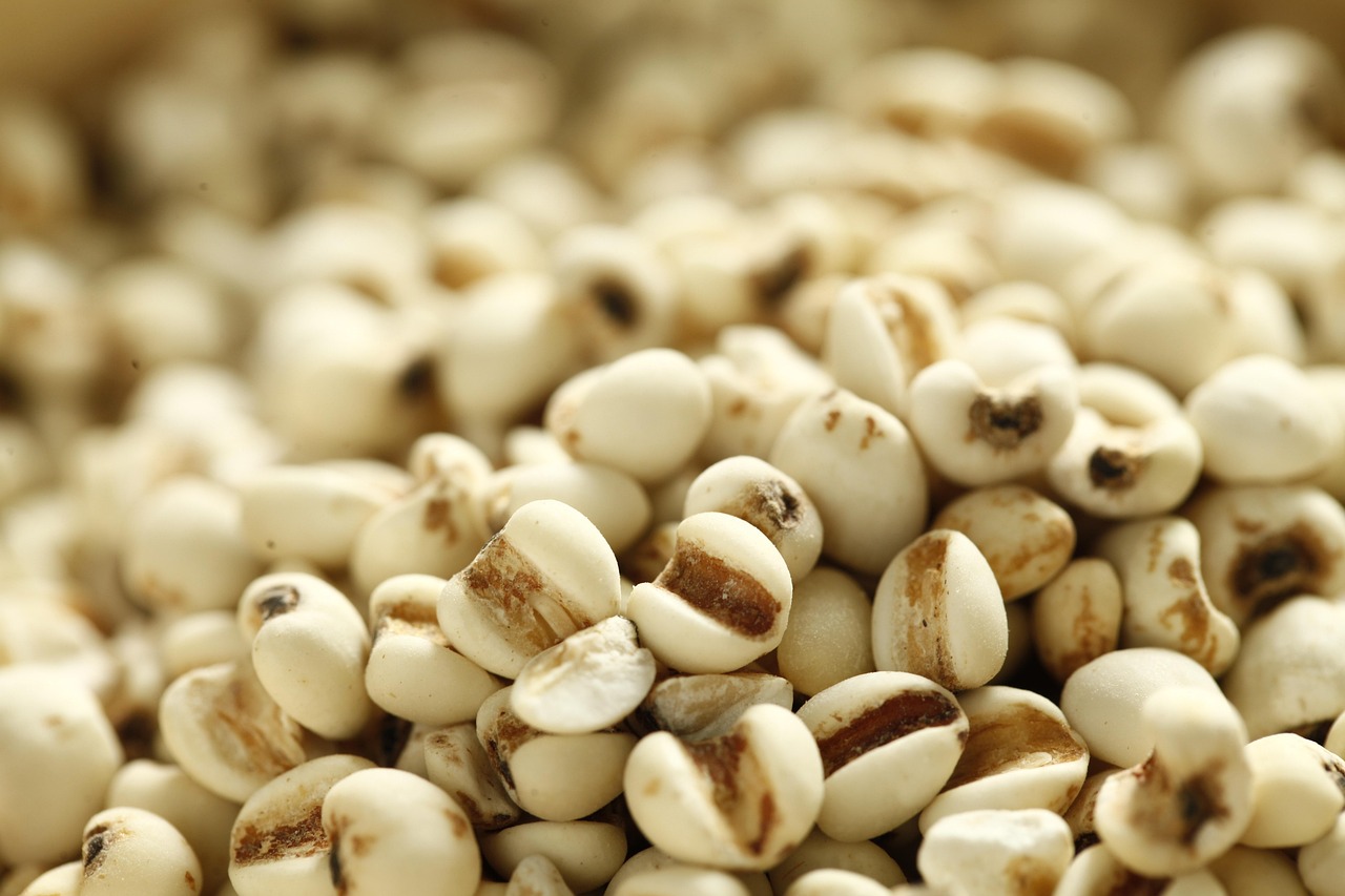 探索中草药的奥秘，中药材科普视频的指南