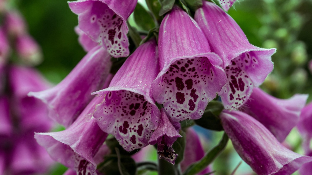 探索花卉世界，花与花之间的独特差异