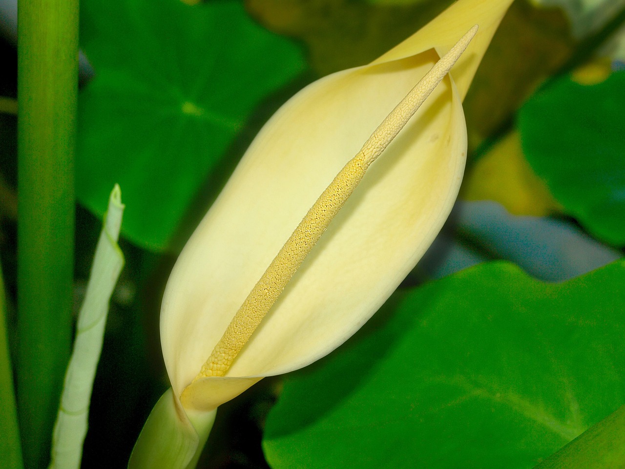 花语世界,揭秘花与花之间的神秘对话 花语世界,揭秘花与花之间的神秘对话