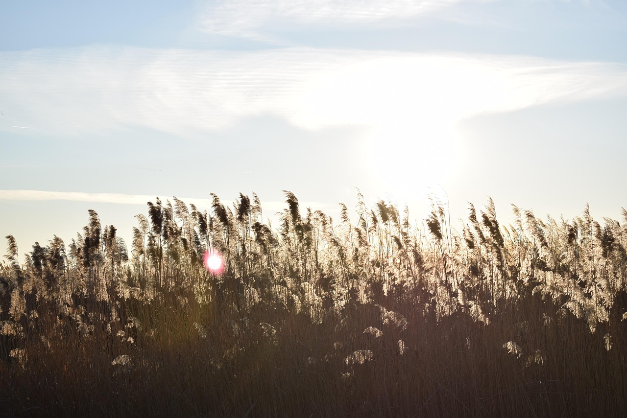 八个字的阳光短句，照亮生活的力量