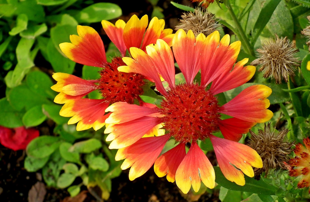 网络用语花花的多彩世界，深入解读与实用指南