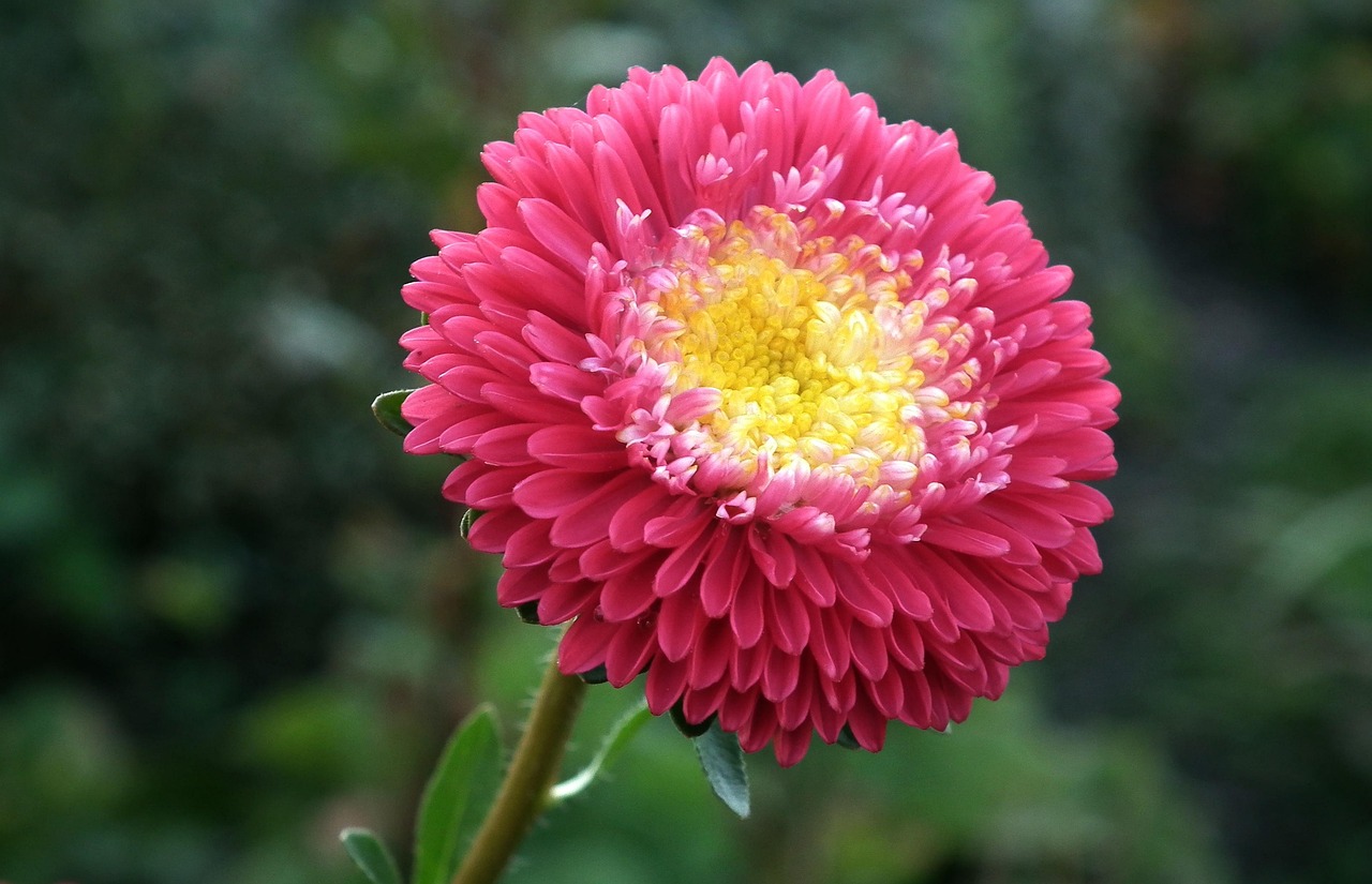 花语交织，揭秘花与花搭配的浪漫寓意