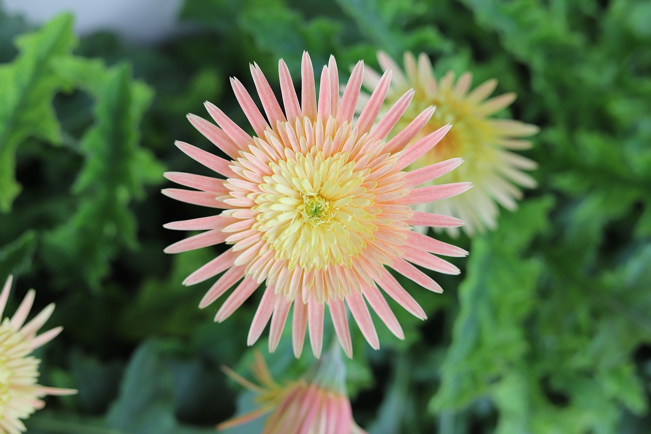 花与影像，探索唯美花卉图片大全