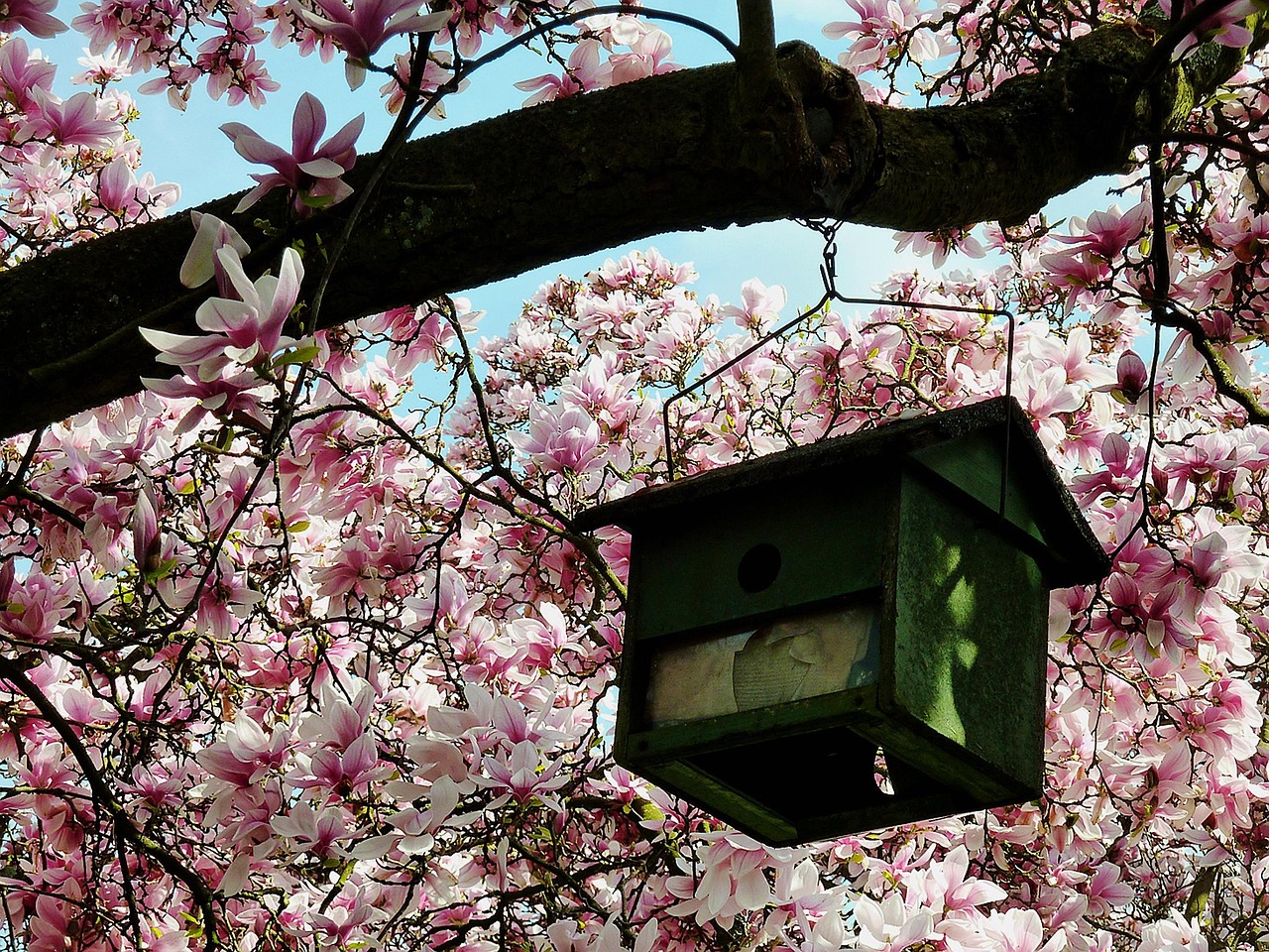花语，探索花朵背后的深刻寓意与文化象征