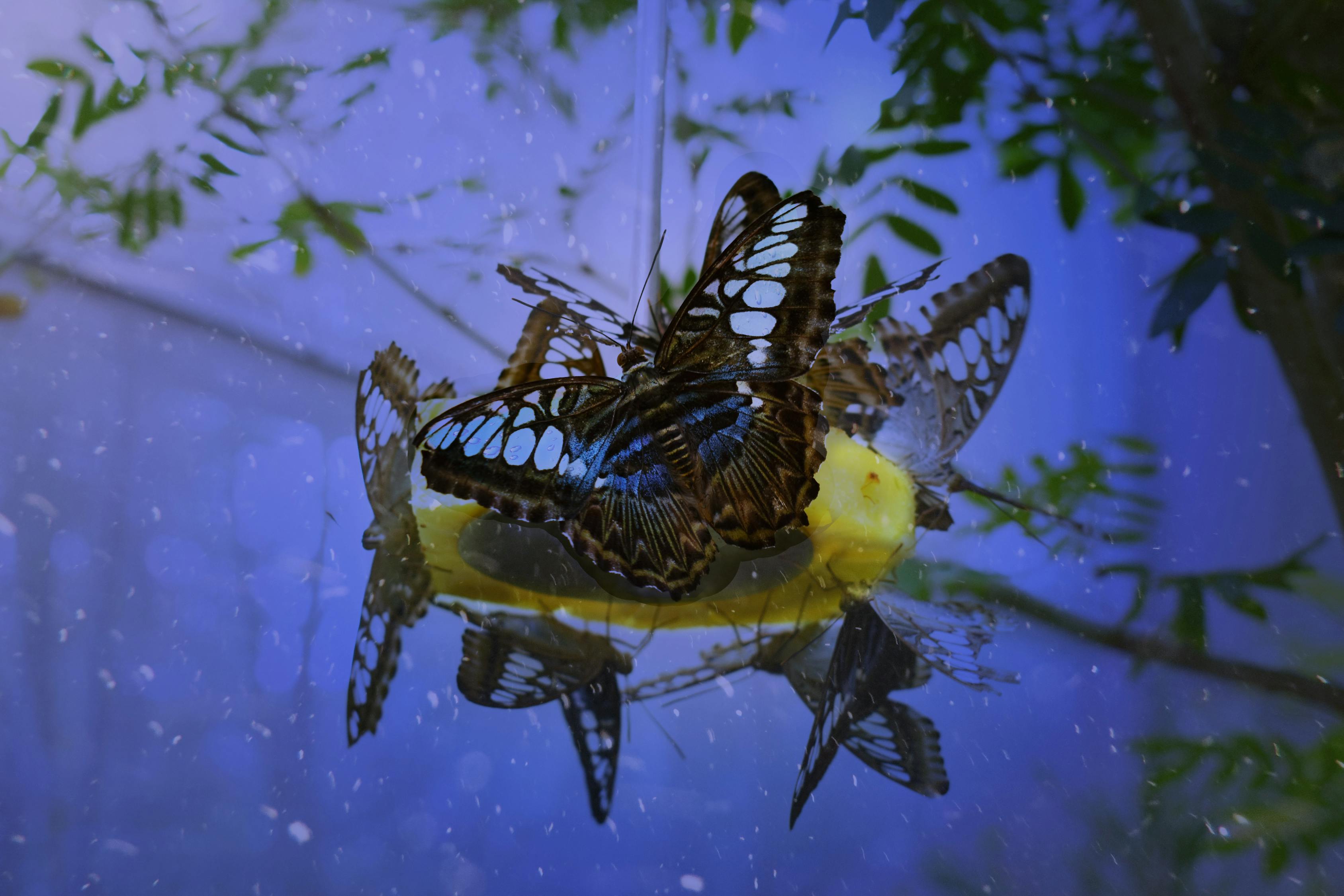 蝴蝶的奇妙世界，探索科普PPT的魔力