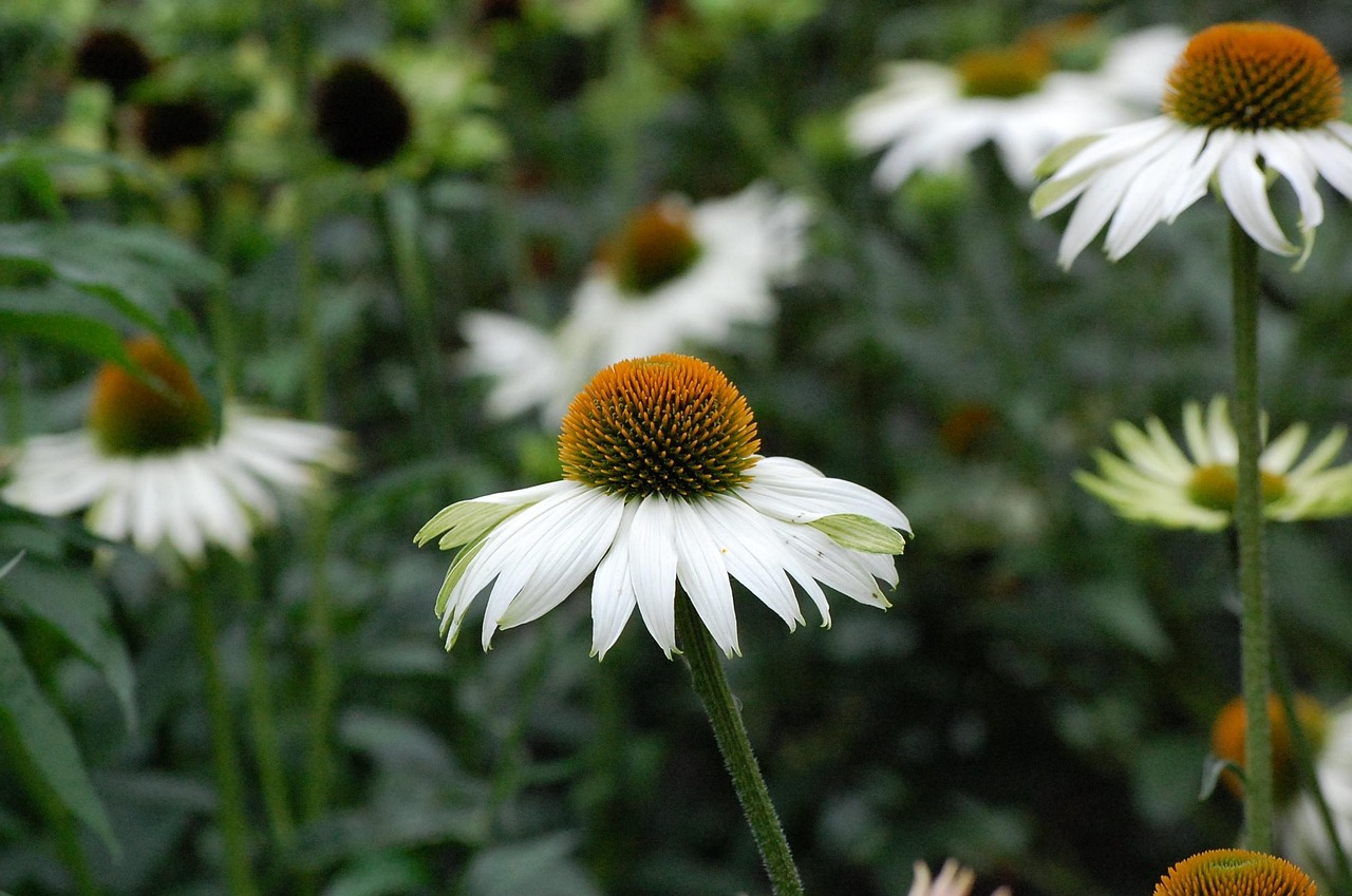 智慧的沉淀，老年人生感悟精辟短语的力量