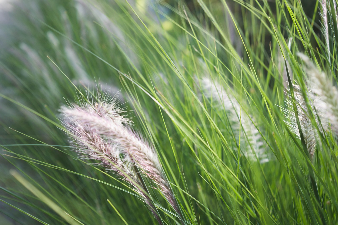 马麝香,自然馈赠的神秘香气 马麝香,自然馈赠的神秘香气