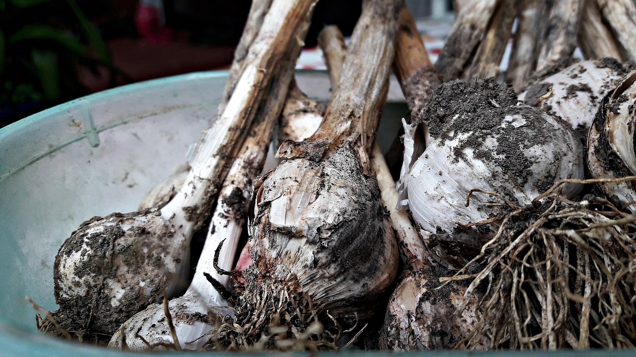 揭秘马麝香，自然界的珍稀香料与药用植物