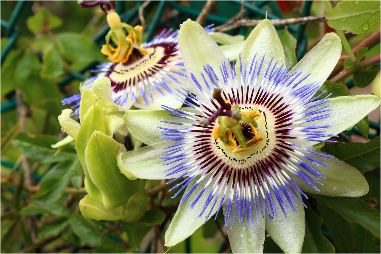 马麝香，自然馈赠的珍稀药材