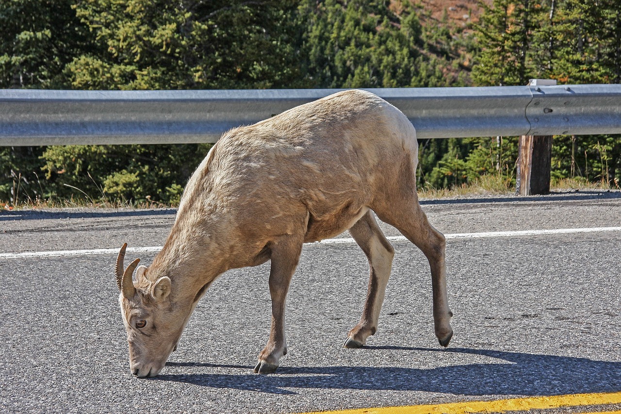 动物百科分类，探索动物世界的奇妙之旅