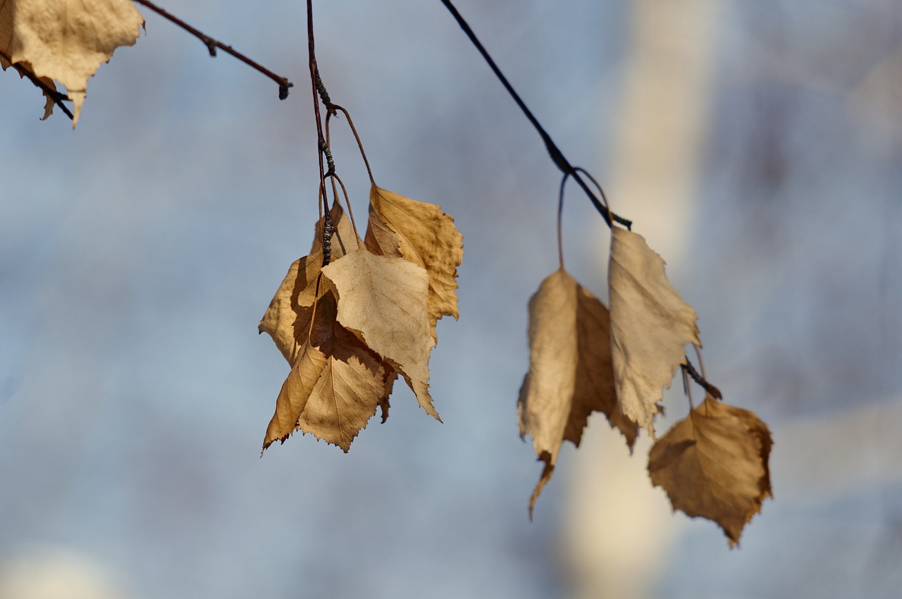 探索自然宝藏，药草植物百科全书