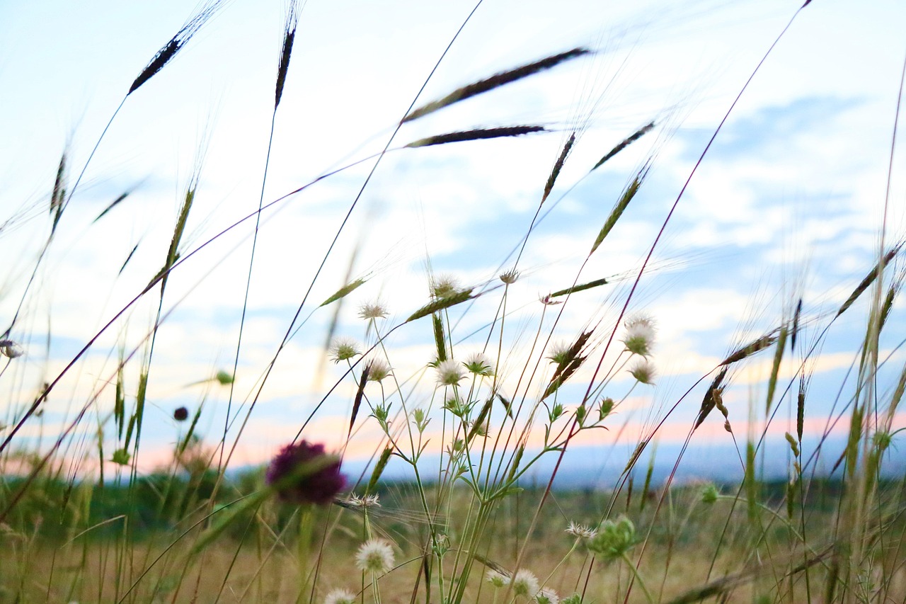 探索自然宝藏，秒懂百科草药植物视频的奥秘