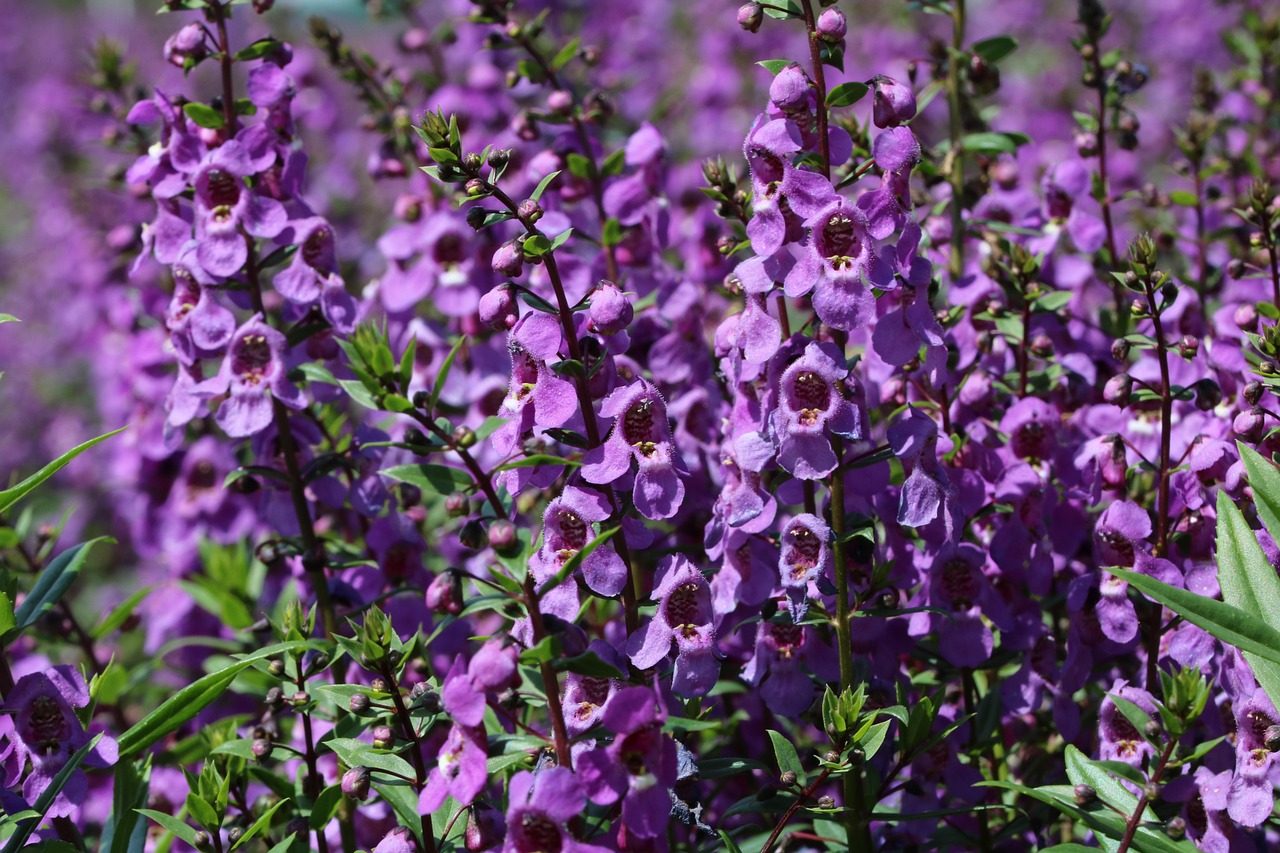 花语，探索花朵背后的寓意与情感