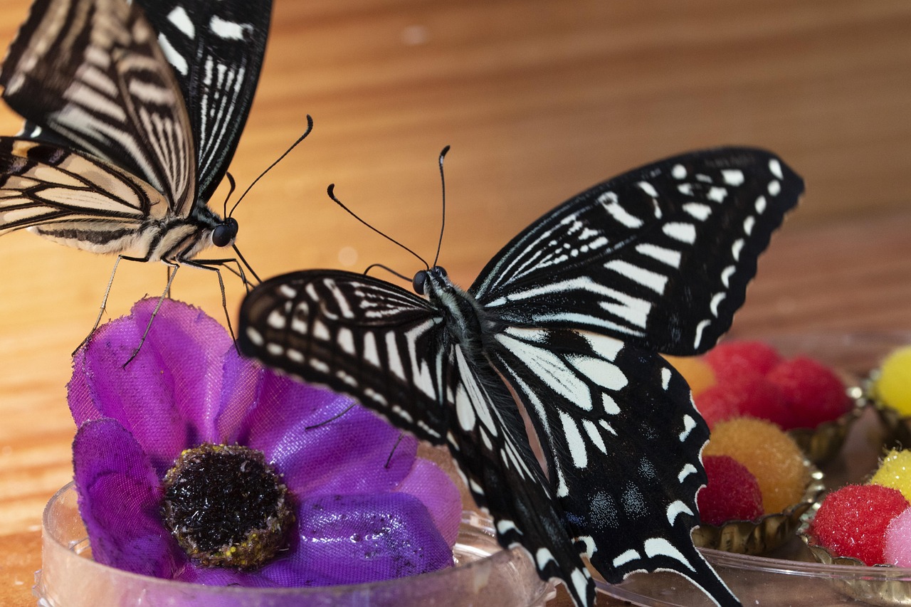 蝴蝶的秒懂百科，自然界的舞者与生态的使者