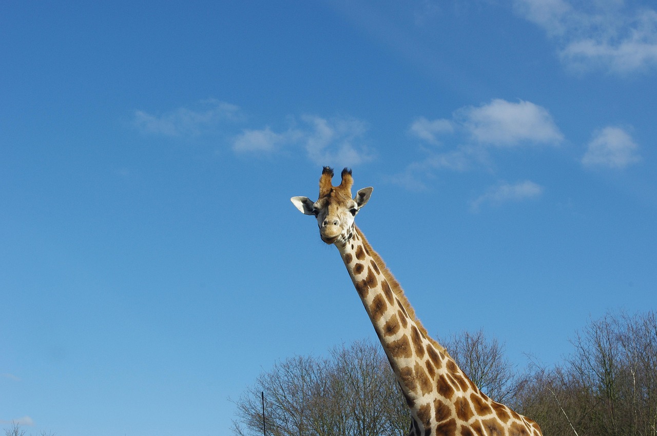 探索动物王国的奥秘，动物百科记录片的魅力与价值