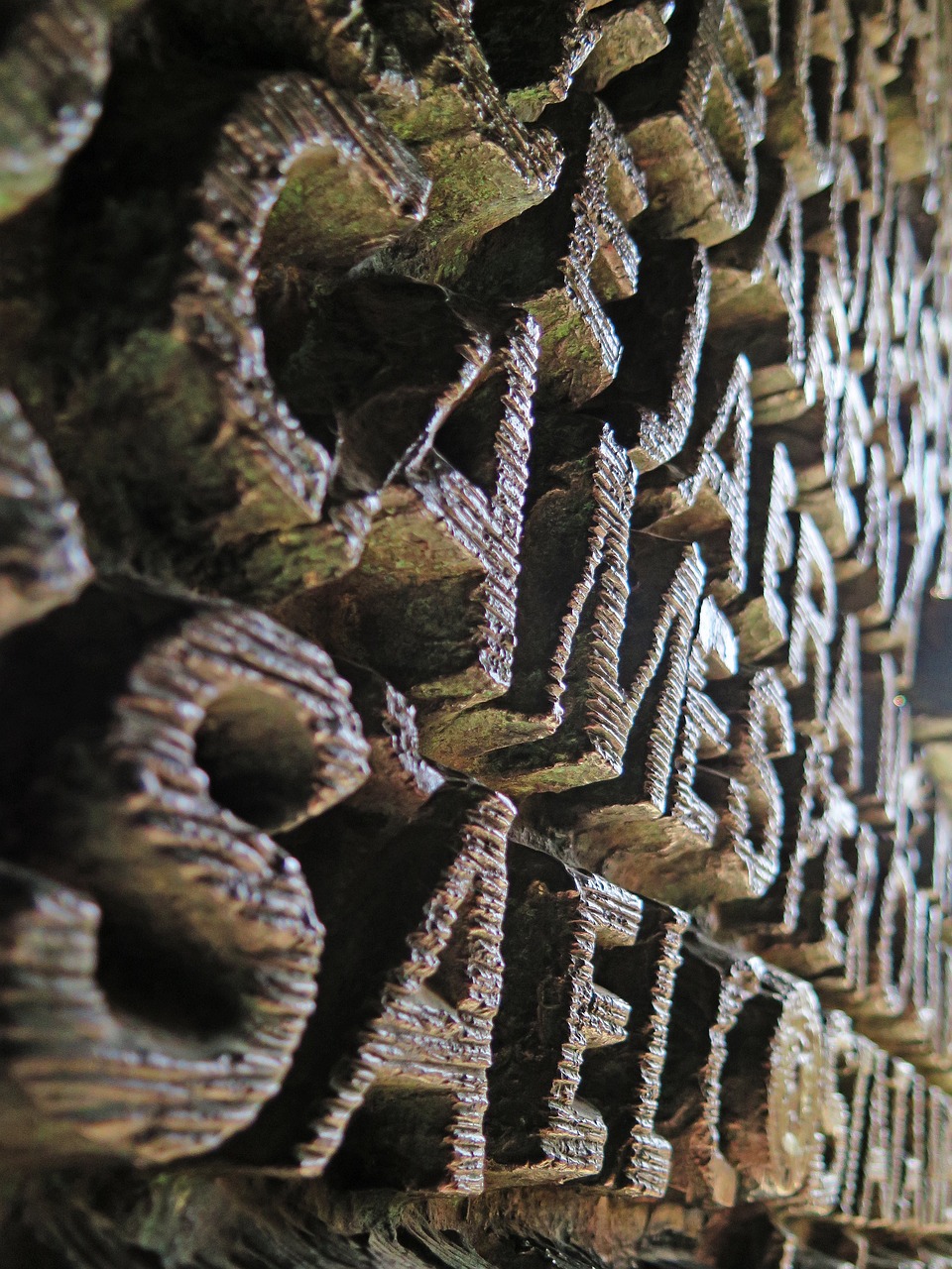 蛇的神秘世界,探索108种蛇的奇妙之旅 蛇的神秘世界,探索108种蛇的奇妙之旅