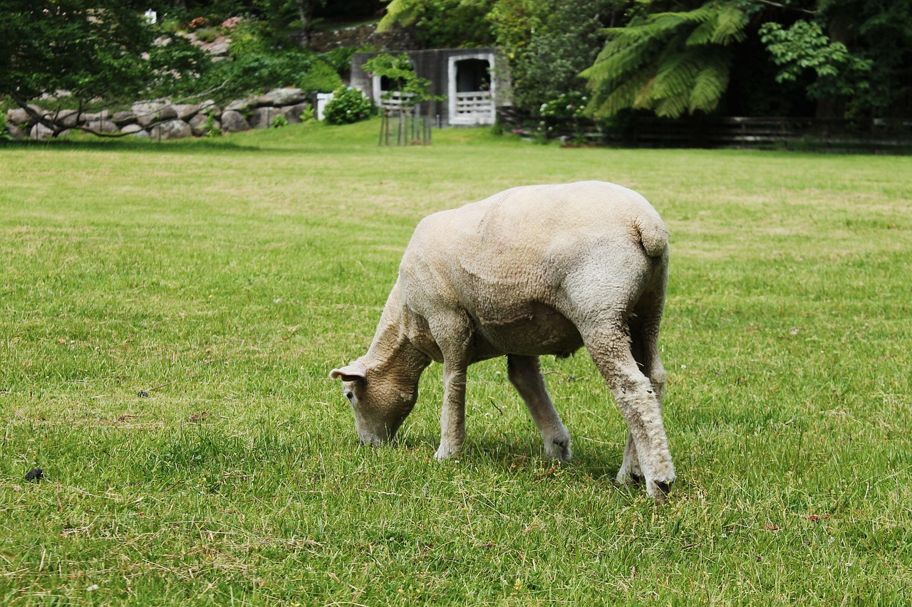 马麝，自然界中的隐秘使者