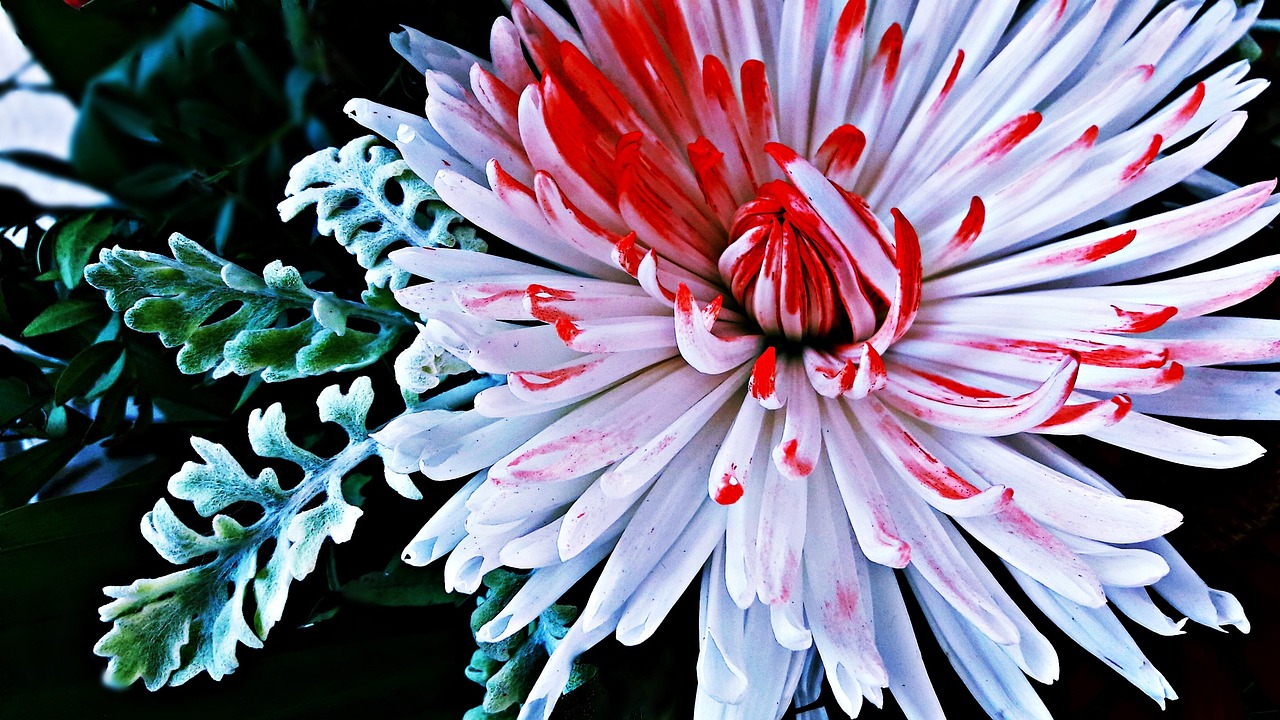 绽放之美，花与花之间的比较与启示