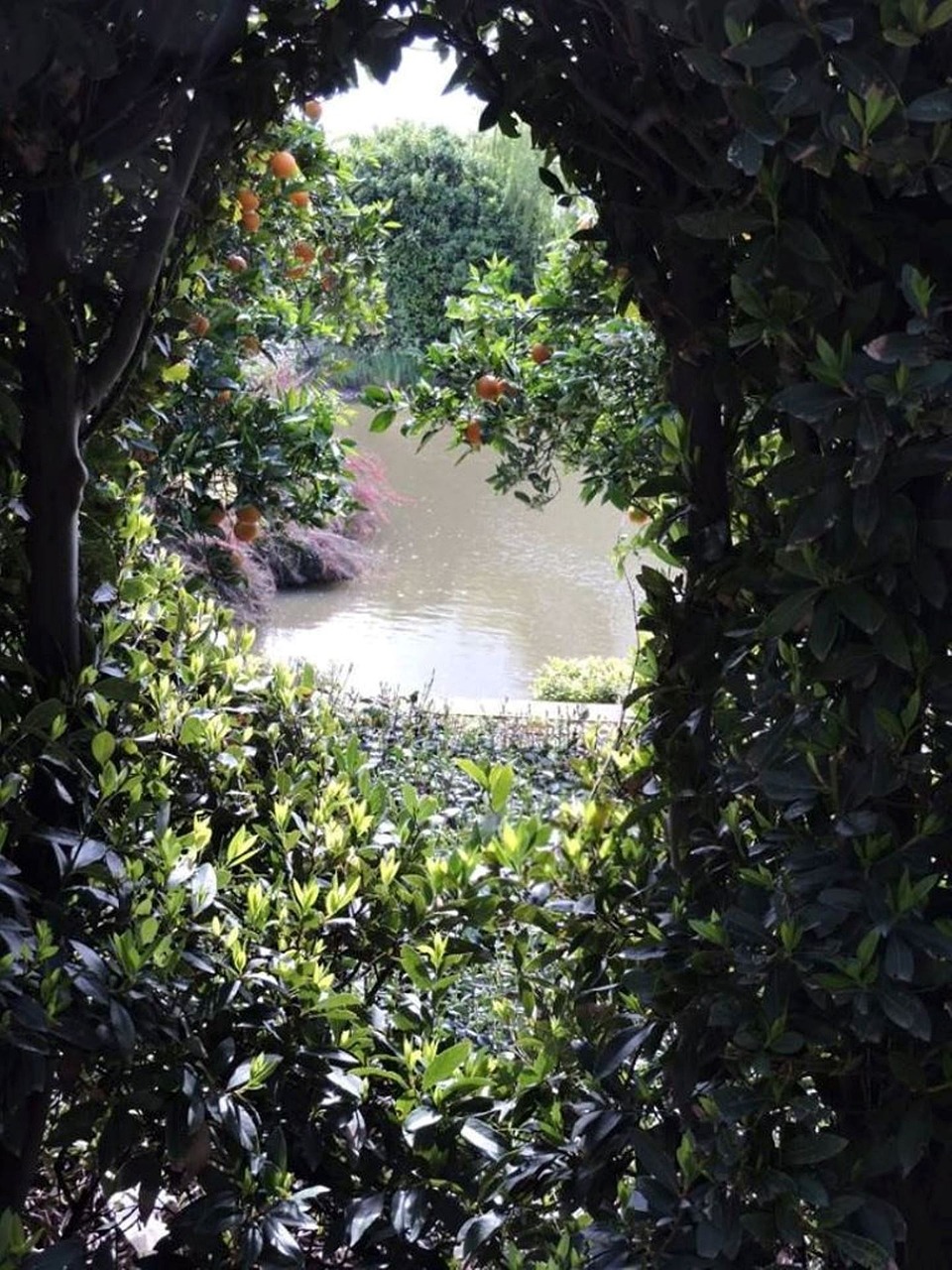 探索花花世界，花语的奥秘与情感表达