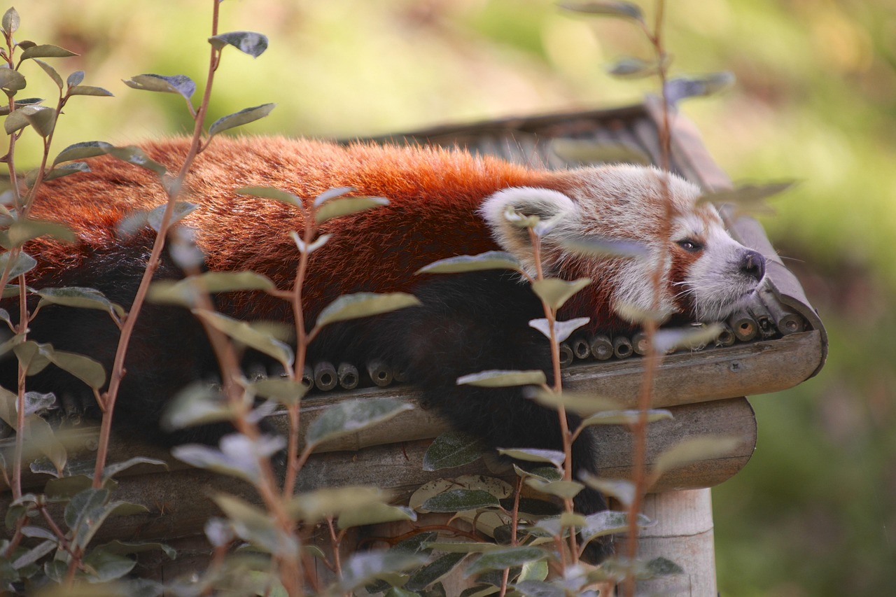 熊猫知识大全，从神秘到萌宠，探索大熊猫的奥秘