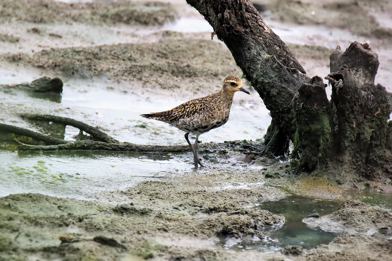 马麝，大自然的珍贵宝藏，我们如何守护？