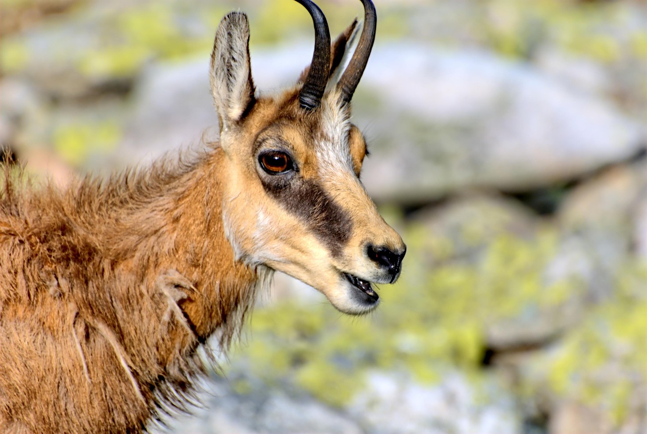 动物界的奇葩大会，搞笑解说带你走进奇妙生物世界