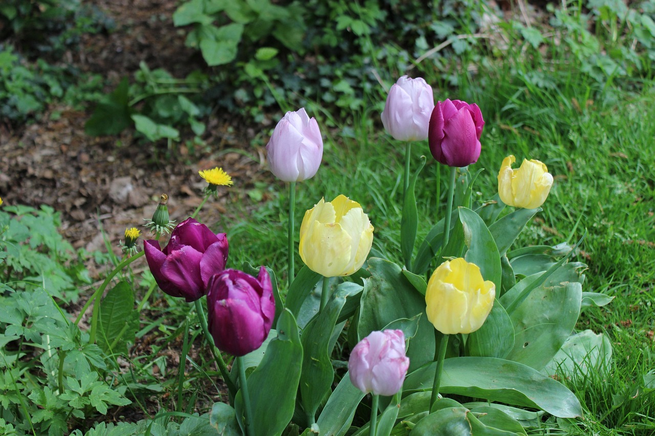 花语世界，揭秘花朵背后的秘密语言